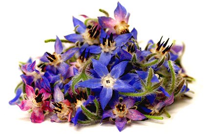 گل گاو زبان